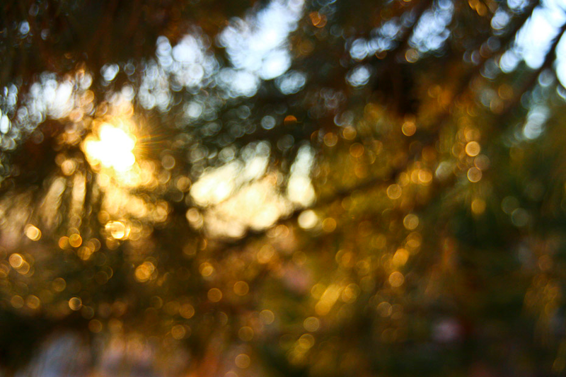 Illustration for article titled Shooting Challenge: Bokeh, Gallery 5